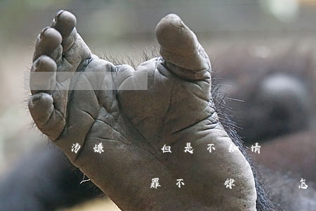 涉嫌詐騙但是不知情。還需要請律師嗎(詐騙罪不請律師會怎么樣)